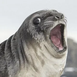 😙 Seehund, Tier, Wildtier, Säugetier, Seelöwe, Ozean, Meeresleben, Natur telegram sticker
