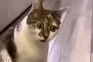 😳 gato, animal, mascota, mamífero whatsapp sticker