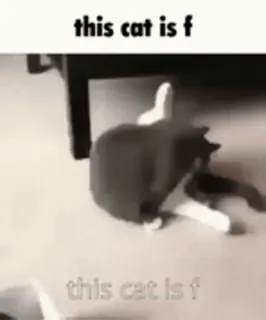 🐈 this cat is f cat, funny, meme, offensive telegram sticker