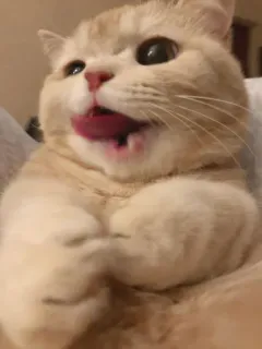 😺 gato, fofo, lambendo, língua, animal, animal de estimação whatsapp sticker