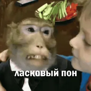 👨❤️👨 ласковый пон macaco, terno, russo, animal, fofo, engraçado whatsapp sticker