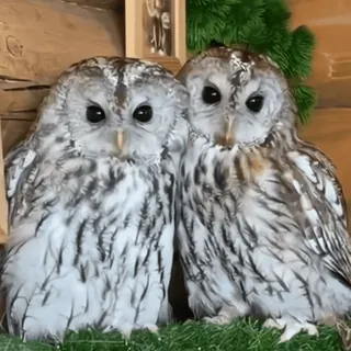 🦉 sowy, ptaki, dzika przyroda, natura, zwierzęta, ptasi telegram sticker