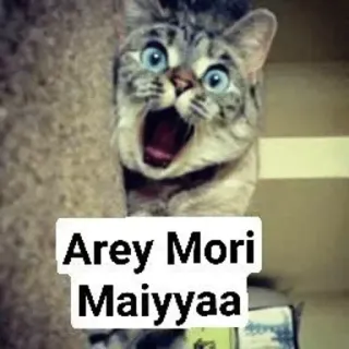 😱 Arey Mori Maiyyaa 猫, 衝撃, 怖い, インド telegram sticker