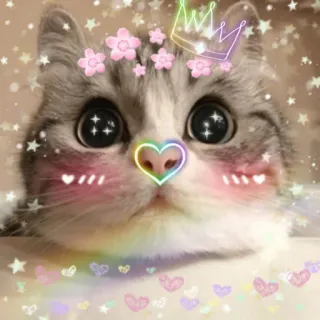 💗 chat, chaton, mignon, pailleté, animal, animal de compagnie, kawaii whatsapp sticker