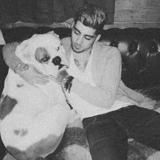 🎬 Zayn Malik Зейн Малик, собака, знаменитость, питомец, животное, певец telegram sticker