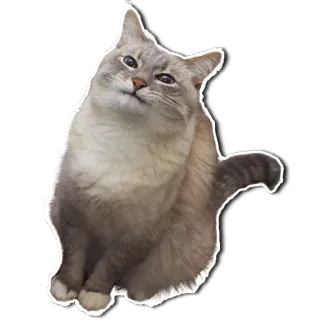 😌 кот, животное, домашний, кошачий, млекопитающее telegram sticker
