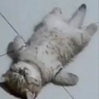 😵 gato, animal, lindo, mascota, felino, gato doméstico whatsapp sticker