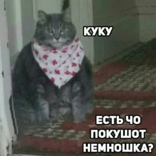 🍎 КУКУ
ЕСТЬ ЧО
ПОКУШОТ
НЕМНОШКА? gatto, russo, divertente, meme, animale, animale domestico whatsapp sticker