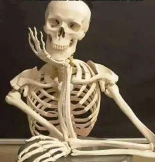 😔 esqueleto, anatomia, osso, humano, crânio, macabro, médico, anatomia telegram sticker