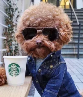 💘 собака, пудель, солнцезащитные очки, кофе, Starbucks, куртка, милый, кафе telegram sticker