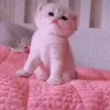 🐱
