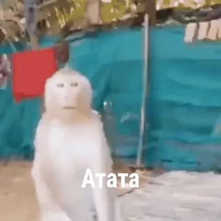 🐵 Атата mono, animal, lindo, meme whatsapp sticker
