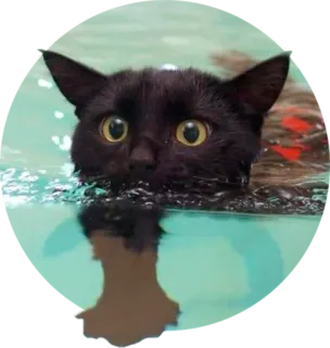 🏊 cat, swimming, black cat, water, animal, cute, pet telegram sticker