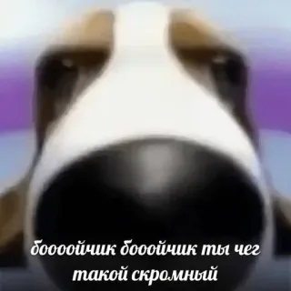 😁 боооойчик бооойчик ты чег такой скромный dog, russian, meme, animal telegram sticker