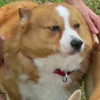 😐 corgi, perro, animal, mascota, lindo, animal doméstico telegram sticker