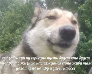 🧐 чел забей хуй ну серьезно пусть будет что будет
ты просто жизнью наслаждайся епта живи там
делай че по кайфу и забей на всех dog, humor, meme, russian, animal telegram sticker
