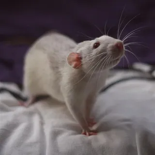 🐀 szczur, zwierzę, zwierzę domowe, biały, słodki telegram sticker
