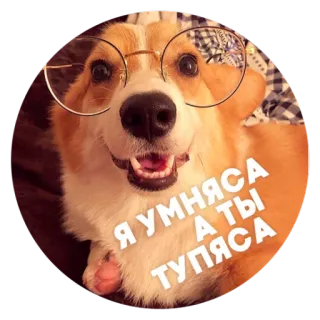 🐶 Пёськи тьмок @lennysticker telegram stickers