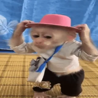 👒 Affe, Tier, süß, Hut, verkleidet, lustig, Kostüm whatsapp sticker