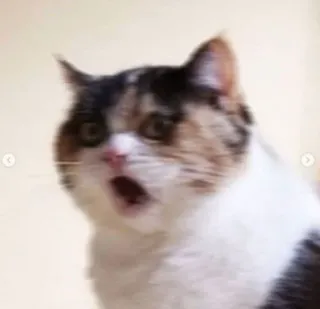 😾 猫, 衝撃, びっくり, 動物, ミーム, かわいい, 面白い telegram sticker