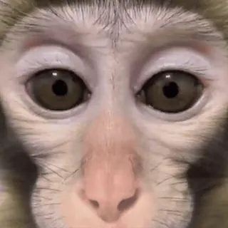 🐵 Affe, Tier, Gesicht, Primaten, Augen whatsapp sticker