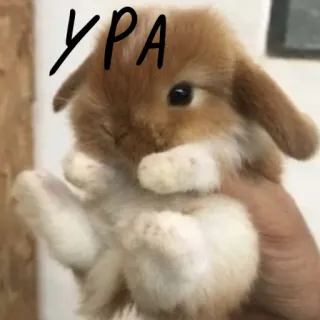 🐰 УРА lapin, mignon, animal, animal de compagnie, fête whatsapp sticker