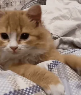 🐈 고양이, 새끼 고양이, 동물, 애완동물, 귀여운, 가정적인, 고양이과, 주황색 telegram sticker