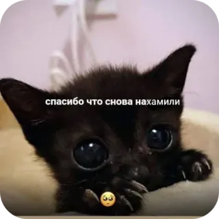 🐱 спасибо что снова нахамили whatsapp sticker