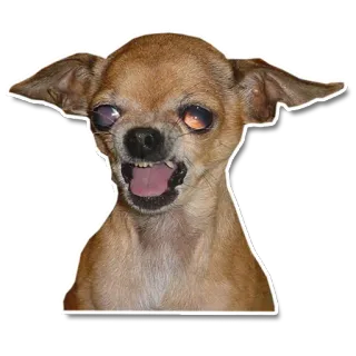 🥺 chien, chihuahua, en colère, animal, animal de compagnie, petit, mignon telegram sticker