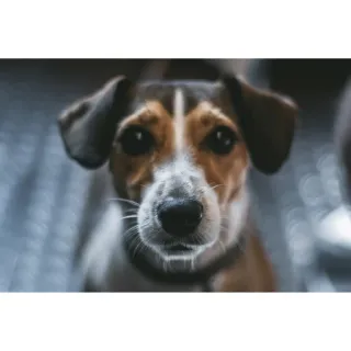 🐶 cachorro, animal, animal de estimação, retrato, fofo, doméstico whatsapp sticker
