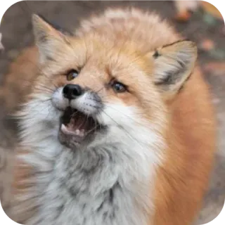😭 telegram sticker