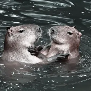 🪵 capivara, roedor, animal, água, fofo, nadando telegram sticker