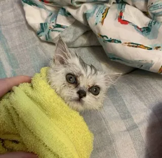 🙁 cat, kitten, towel, wet, animal, cute telegram sticker