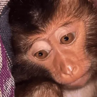 😵💫 macaco, animal, primate, mamífero, vida selvagem, close-up, fofo, peludo whatsapp sticker