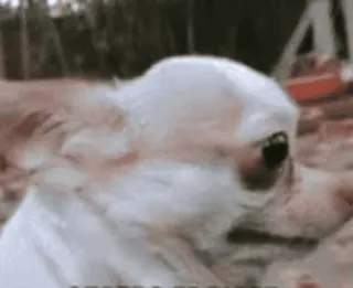👀 ACUERDA EL RISKE dog, chihuahua, riske, acuarda telegram sticker