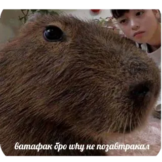 🤨 ватафак бро why не позавтракал animal, capybara, mème, confus, question whatsapp sticker