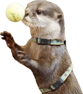 🎾 wydra, zwierzę, piłka tenisowa, ssak, słodki telegram sticker