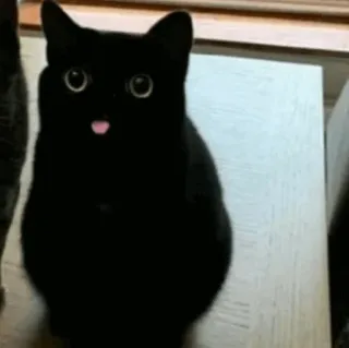 🧈 chat, chat noir, animal, animal de compagnie, mignon, langue, yeux telegram sticker