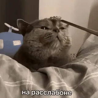 🤪 на расслабоне кот, отдых, чил, питомец, милый telegram sticker