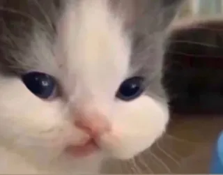🐱 Katze, Kätzchen, süß, Tier, Haustier, Katzenartig whatsapp sticker