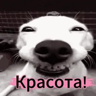 🤣 Красота! dog, smile, funny, meme, beauty, grin, white dog, animal telegram sticker