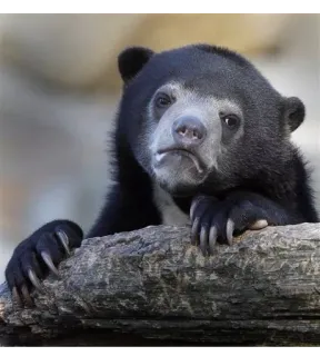 ☹ orso, animale, fauna selvatica, natura telegram sticker