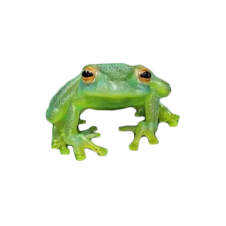 🐸 カエル, 両生類, 緑, 動物, 野生動物, 自然 telegram sticker