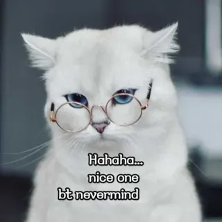 🙁 Hahaha... nice one bt nevermind kucing, kacamata, hewan, lucu, lelucon, meme, putih telegram sticker