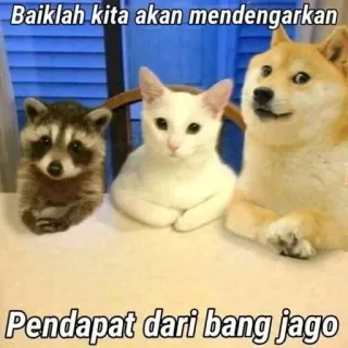 🖕 Baiklah kita akan mendengarkan

Pendapat dari bang jago animais, gato, cachorro, guaxinim, meme, engraçado, grupo telegram sticker