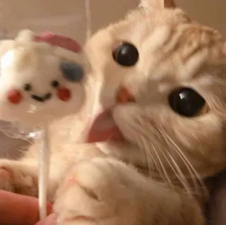 😺 gato, pirulito, fofo, animal, animal de estimação, doce whatsapp sticker