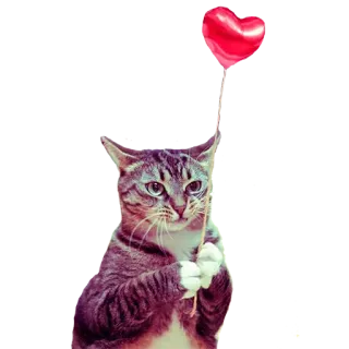 🎈 gato, coração, balão, animal, amor, Dia dos Namorados whatsapp sticker