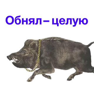 💋 Обнял - целую jabalí, animal, saludo, cerdo salvaje, cerdo telegram sticker
