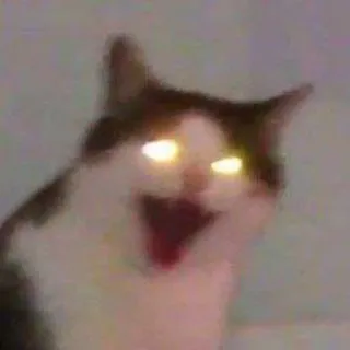 Cat funny whatsapp stickers