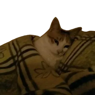 😻 kot, śpiący, zwierzę, zwierzę domowe, słodki, domowy telegram sticker